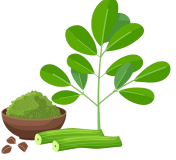 Moringa plant